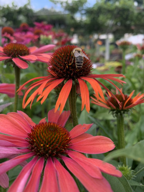 Echinacea