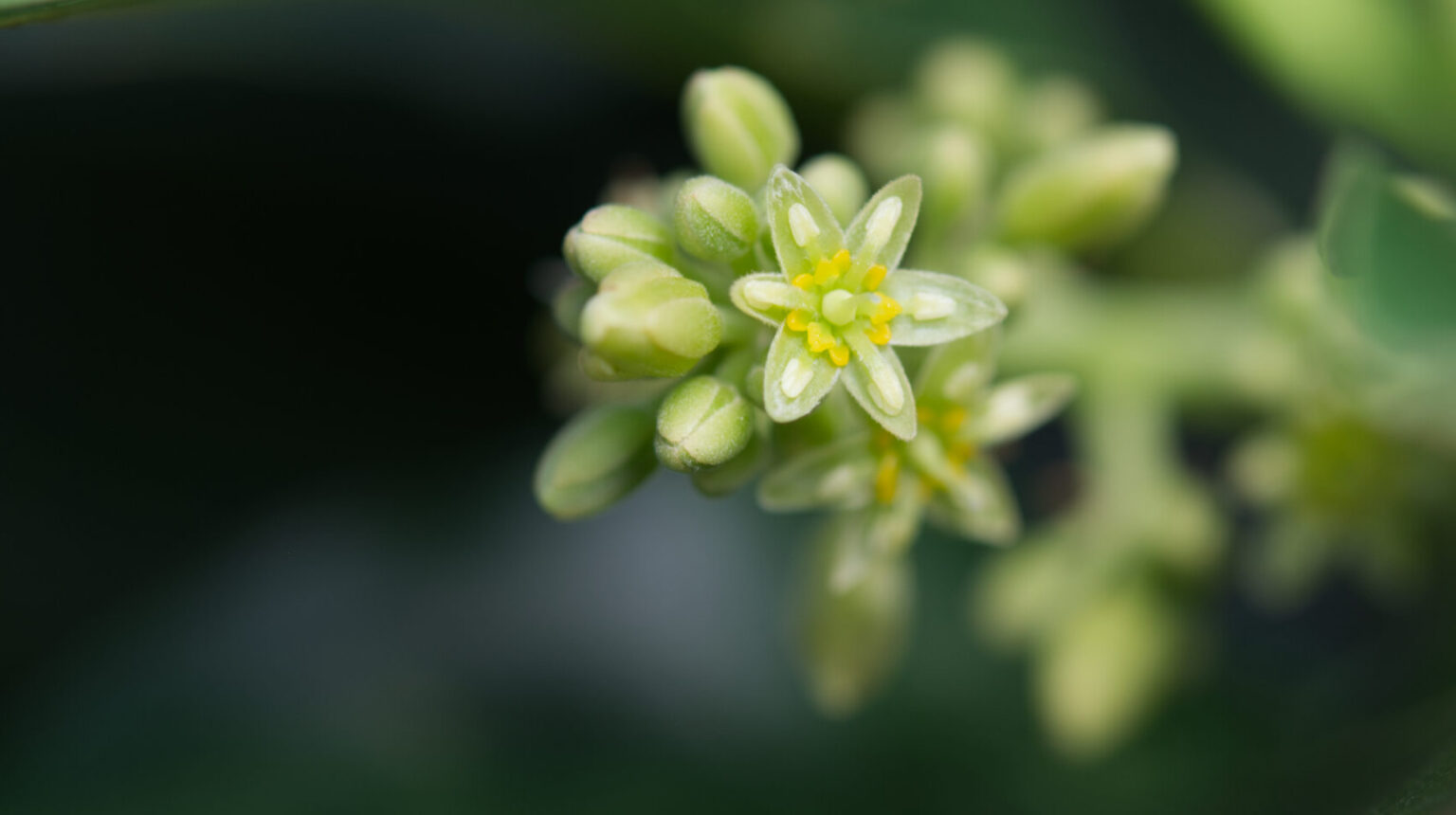 Close-up of small green flowers