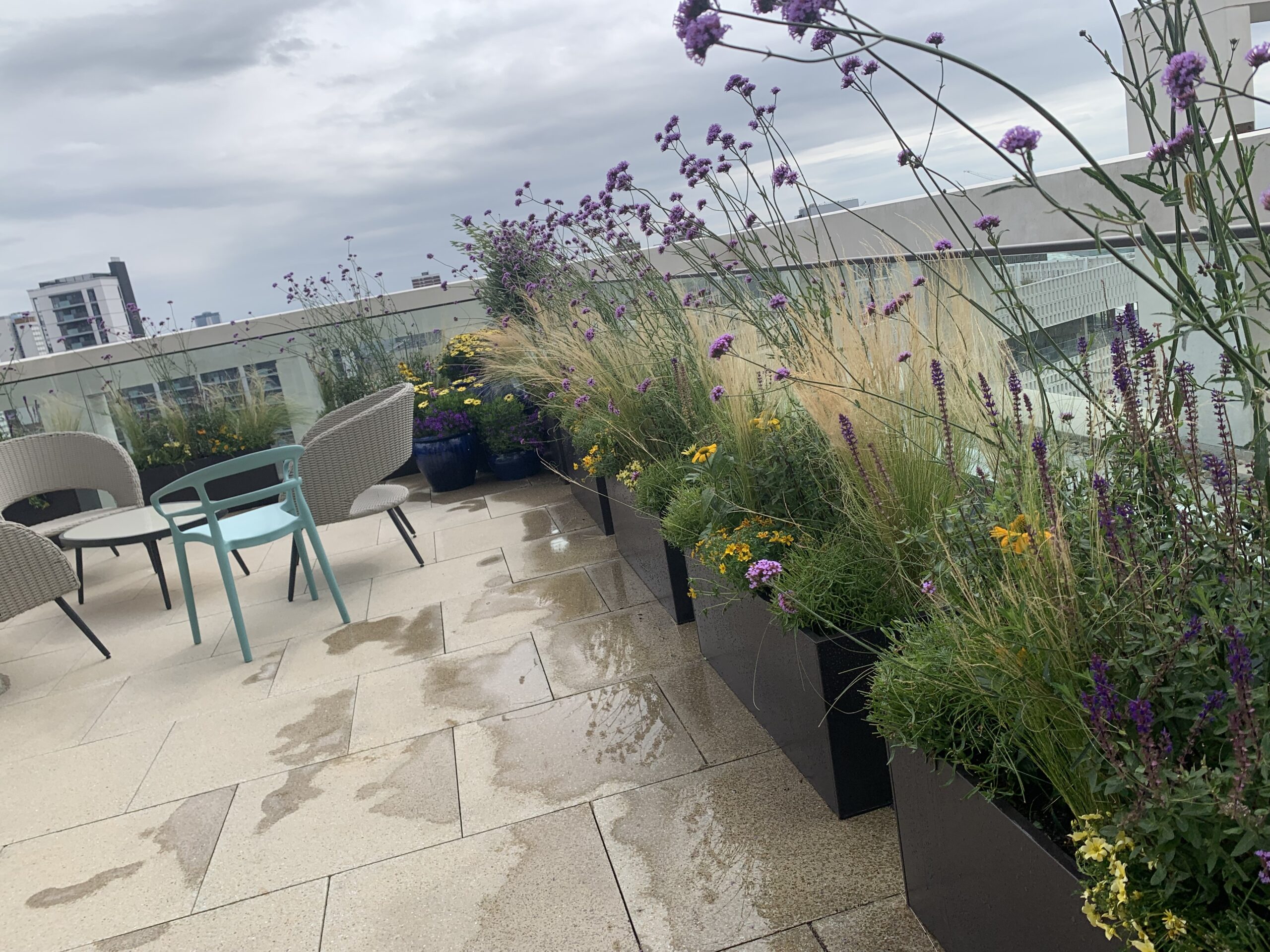 White City roof terrace garden with Verbena bonariensis, ornamental grasses and steel planters