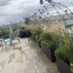 Planting scheme of Verbena bonariensis, Stipa grasses, salvia and an olive tree on a London roof terrace