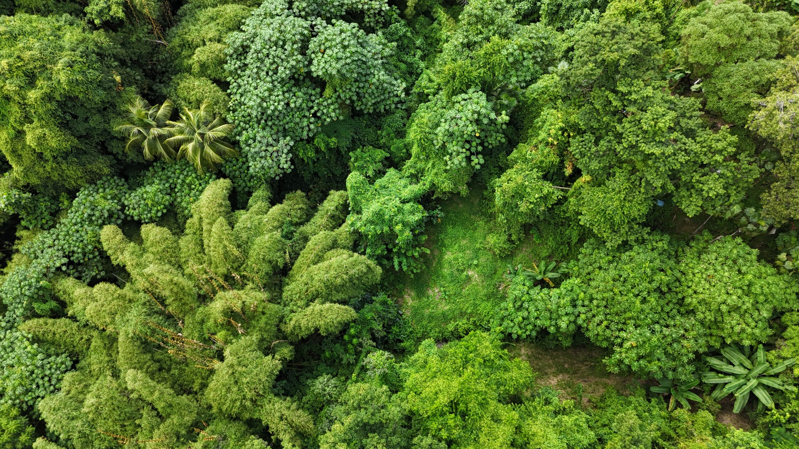 Aerial view of the lush tropical rainforest canopy of Martinique