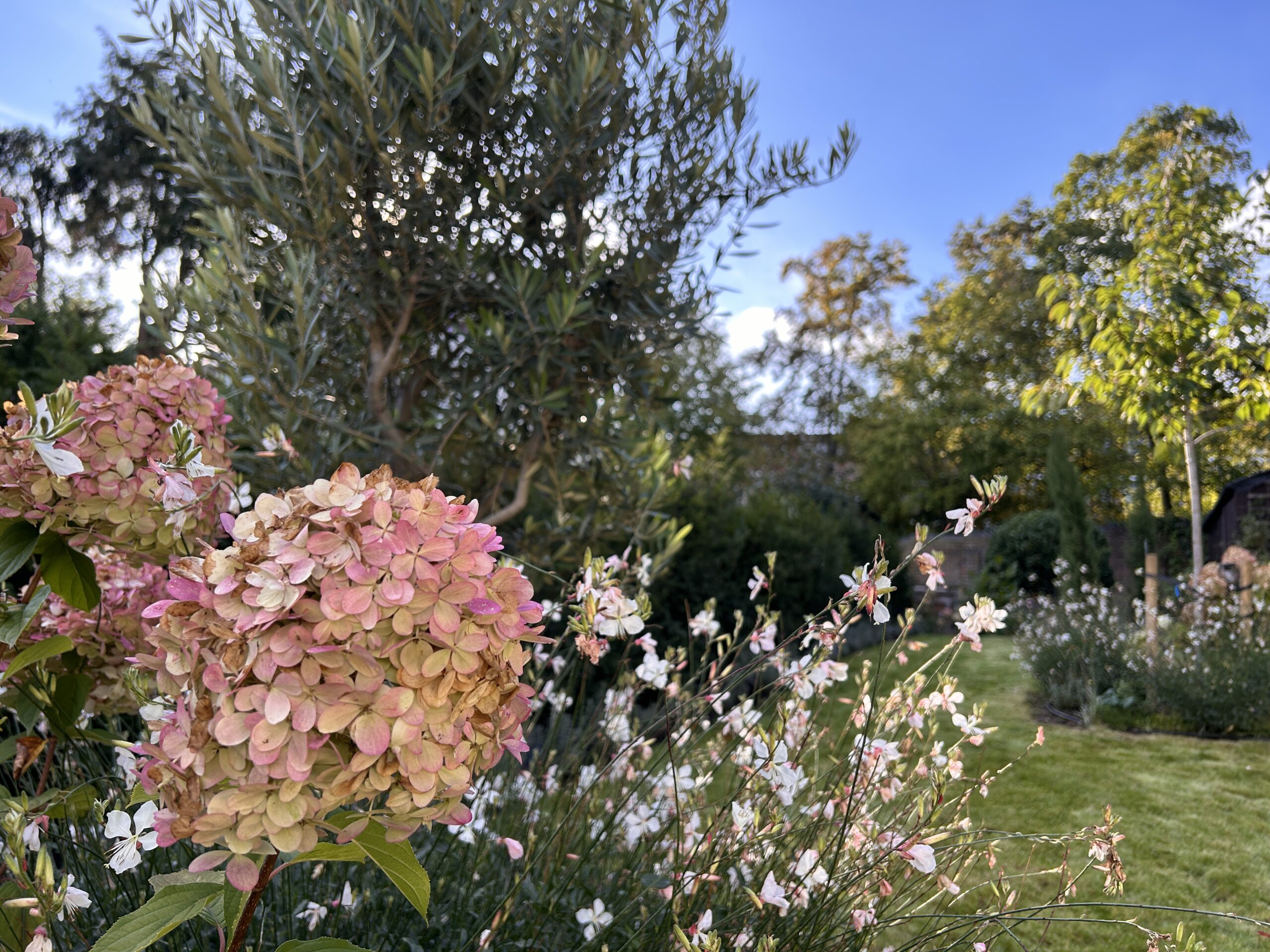 Hydrangea + Gaura +Olive tree