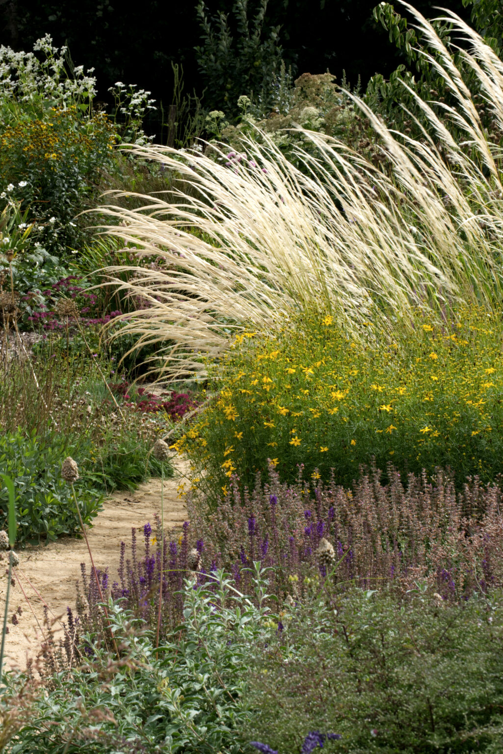 Naturalistic planting with feather grass, salvia and yellow perennials at Serge Hill