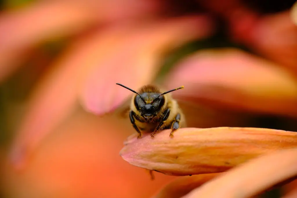 Honeybee facing the camera from an orange coneflower petal, macro photograph by Lionel Ely-Marius