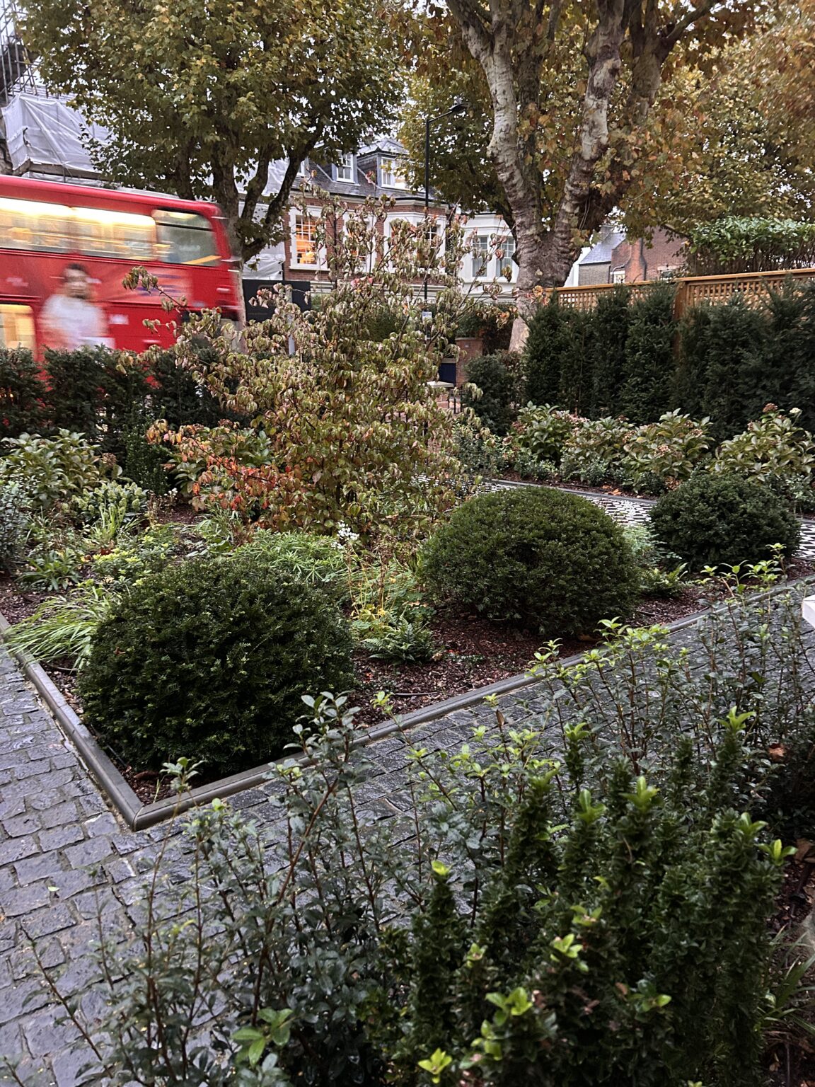 London front garden with clipped box balls, lavender and layered shrubs beside a busy street