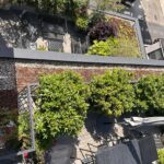Rooftop terrace in central London with a dining table, climbers and dense evergreen planting for privacy